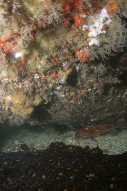 COPPER ROCKFISH UNDER HULL